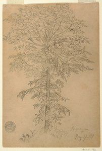 Albero di papaya con frutti maturi